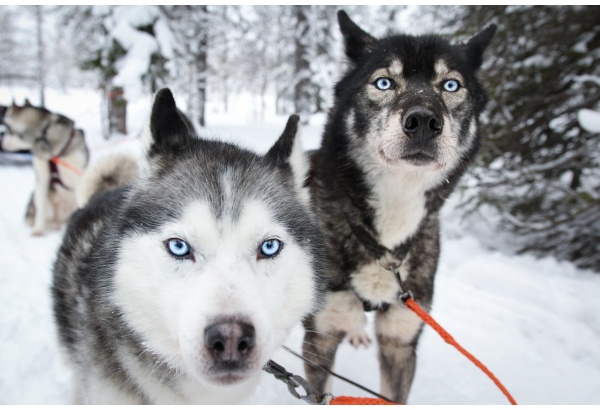 Külasta huskyfarmi + huskysõit (5 km)