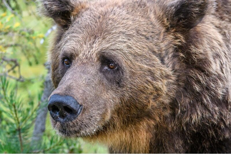 Наблюдение за медведями в ночную ночь в Куусамо