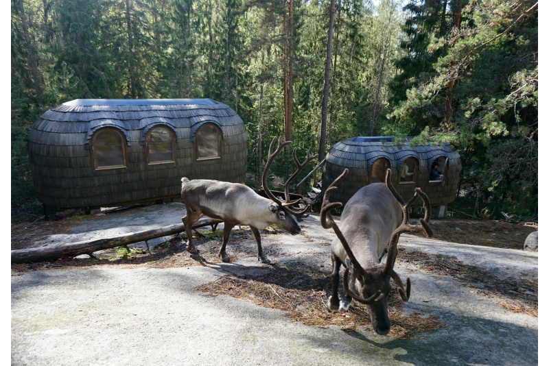 Perepilet Nuuksio põhjapõdraparki