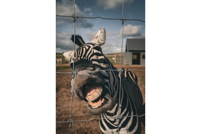 Посещение зоопарка „Siguldas ZOO“ и вольера с попугаями