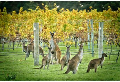 Põnev veinide maailm osa 8: Austraalia, Lõuna-Aafrika, Uus-Meremaa