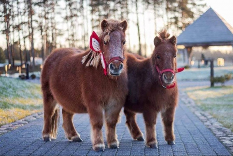 Ööbimine perele koos Mini Zoo külastuse ja õhtusöögiga Dubingiai ratsakeskuses
