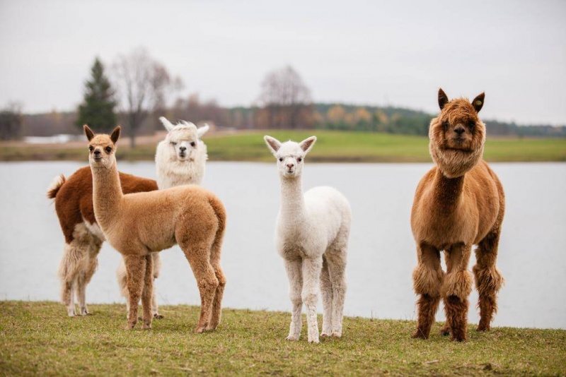 Ööbimine perele koos Mini Zoo külastuse ja õhtusöögiga Dubingiai ratsakeskuses