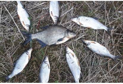 Ловля рыбы рыбец на берегу реки Пярну