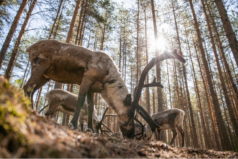 Külastus ehtsasse põhjapõdrafarmi ja kanuumatk looduses